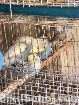 বাজরিগার এডাল্ট পাখি